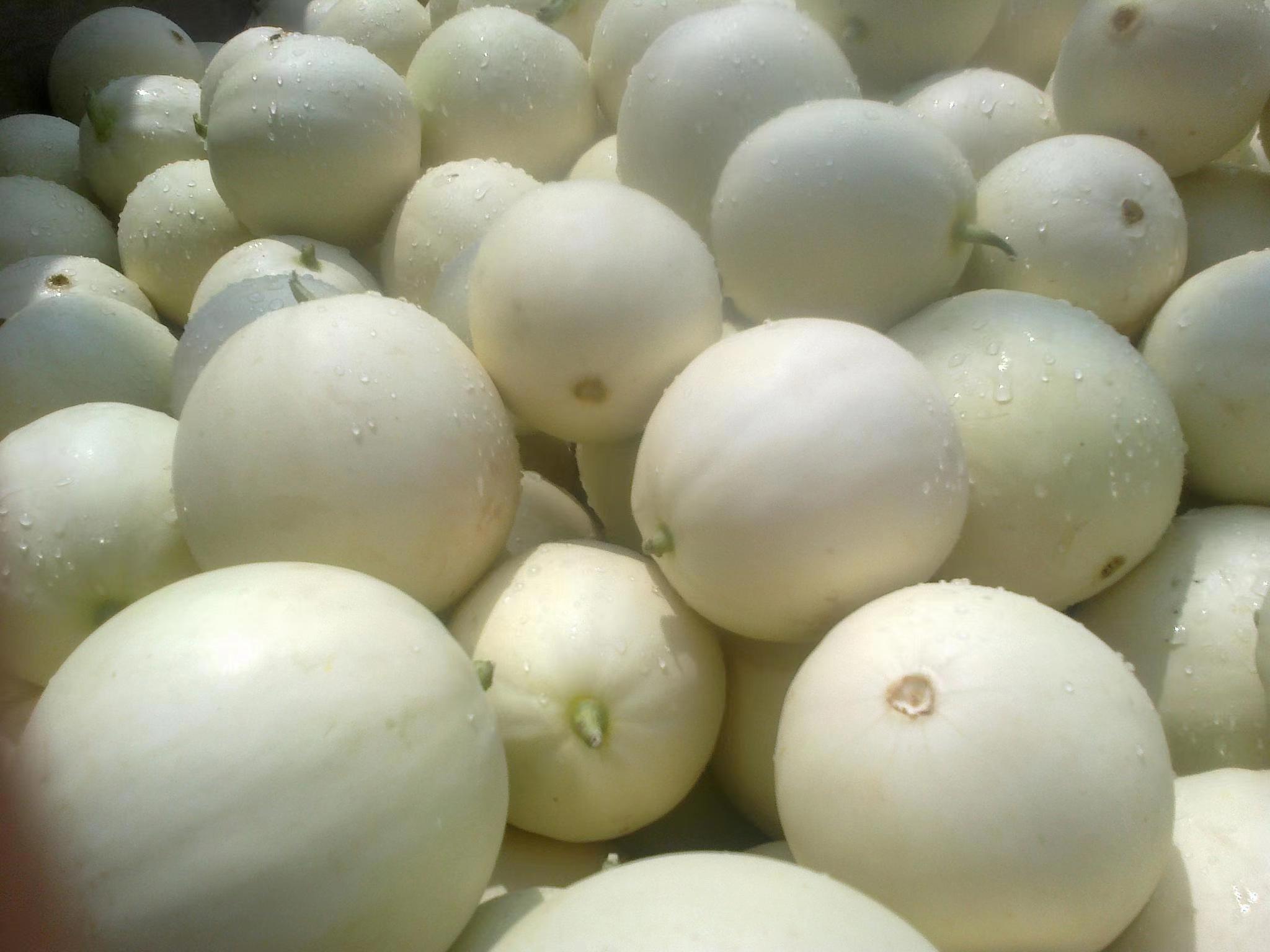 甜瓜果径90-120cm 10斤/袋